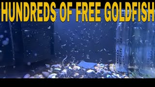 How To Breed Goldfish [upl. by Alleda938]