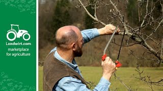 Obstbäume richtig schneiden  landwirtcom [upl. by Niram883]