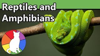 Reptiles and Amphibians  Animal Fact Files [upl. by Buckler667]