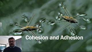 Cohesion and Adhesion [upl. by Abott223]