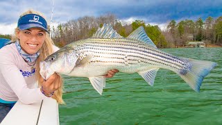 Giant STRIPED BASS Fishing on Lake Lanier Winter Striper Fishing [upl. by Laikeze691]