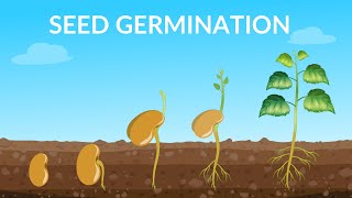 Seed Germination  How Does A Seed Become A Plant [upl. by Gaudette]