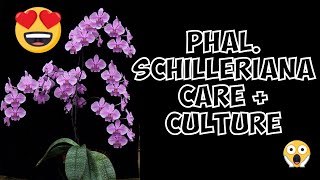 Phalaenopsis Schilleriana Orchid Species  Repotting Care and Culture [upl. by Uahsoj]