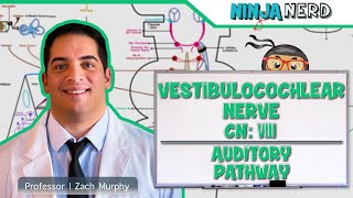 Neurology  Vestibulocochlear Nerve  Cranial Nerve VIII Auditory Pathway [upl. by Donegan442]