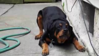 Rottweiler Attack Dog Attacks Owner With [upl. by Free]