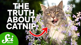 What Actually Happens to Your Cat on Catnip [upl. by Amla768]