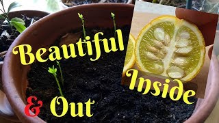 Growing Flying Dragon Orange From Seed  Cold Hardy Citrus  Poncirus Trifoliata [upl. by Anitram]