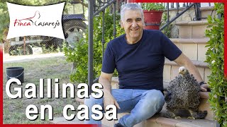 Cómo CRIAR GALLINAS en casa 🏠 [upl. by Kroo]