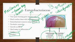 Enterobacteriaceae [upl. by Jehu]