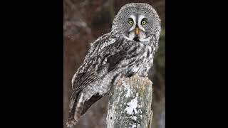 Great Gray Owl Great Grey Owl  Call Sound Song Hooting Voice and Other Noises Made by Bird [upl. by Azne]