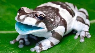 7 Ranas Más Venenosas Y Peligrosas Del Mundo [upl. by Nyrahs]