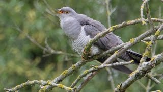 Call of the common cuckoo  Cuculus canorus  Kuckuck [upl. by Eceela11]