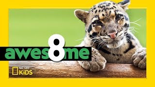 Wildest Cats in the World  Awesome 8 [upl. by Wilkie]