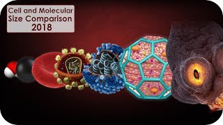 Cell and molecular Size Comparison [upl. by Avonasac435]