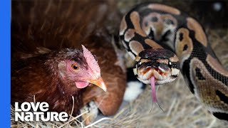 Snake Enters Chicken Coop To Feed [upl. by Sirovat675]