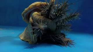 Pacific triton hunts and eats crownofthorns starfish [upl. by Akkeber]