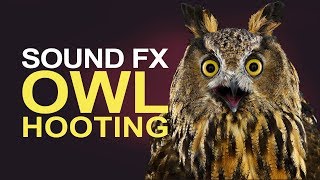 OWL HOOTING  Sound Effects High Quality [upl. by Oos]