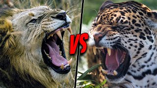 LION VS JAGUAR  Who Is The Real King [upl. by Ciredec]