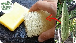 How to Make Loofah Sponge at Home [upl. by Shabbir]