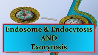 Endosome amp Endocytosis AND Exocytosisppt [upl. by Kifar333]