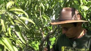 Pruning Vigorous Mango Trees [upl. by Eslud]