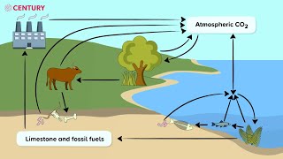 The Carbon Cycle  KS3 Science [upl. by Adnuhsat461]