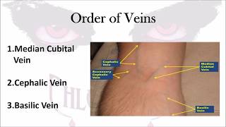 Phlebotomy The Order of Veins [upl. by Elnukeda]