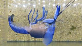 Incredible Footage of a Moulting Crayfish [upl. by Klehm]