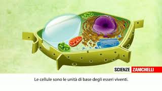 La cellula animale e vegetale [upl. by Asusej422]