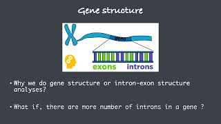 Gene Structure  Intron Exon Structure [upl. by Etnuaed989]