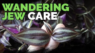 Wandering Jew Plant Care Growing Tradescantia Zebrina [upl. by Babara]