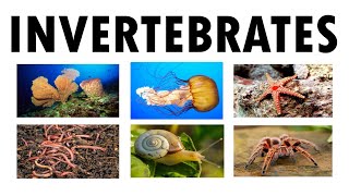 The Invertebrates Science 6 [upl. by Chrystal]