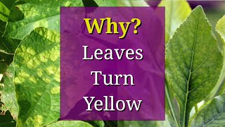 8 Reasons why Plant Leaves Turn Yellow [upl. by Caz540]