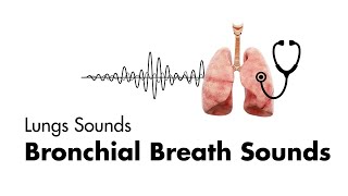 Respiratory System Introduction  Part 2 Bronchial Tree and Lungs  3D Anatomy Tutorial [upl. by Ziguard36]