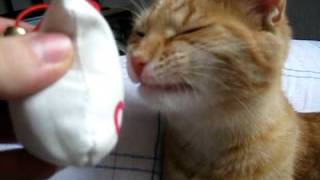 Funny Cat Reaction to Cat Nip [upl. by Phedra]