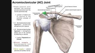 The Acromioclavicular AC Joint  Anatomy and Function [upl. by Ahsikam]