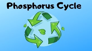 Phosphorus Cycle Steps [upl. by Harrus344]