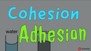 cohesion adhesion [upl. by Junette]