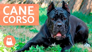 Cane corso  Características y adiestramiento del CANE CORSO [upl. by Beverley]