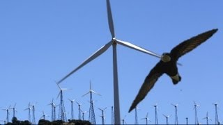 British birdwatchers witness rare swift fly into wind turbine [upl. by Dihsar]