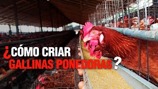 La Crianza de GALLINAS PONEDORAS o de POSTURA  Paso a Paso [upl. by Ynnohj]