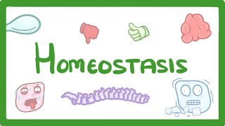 GCSE Biology  Homeostasis 54 [upl. by Alor]