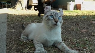 Lynx hybrid  Rare Exotic Highlander lynx Kitten [upl. by Connie]