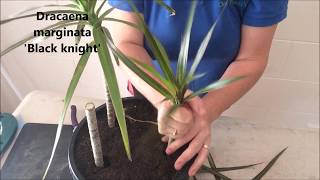 How to Prune amp Propagate your Draceana plants [upl. by Sheree]