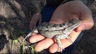 Texas Spiny Lizard Sceloporus olivaceus [upl. by Bruning]