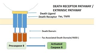 APOPTOSIS PART 1 Definition Causes amp MechanismPathways [upl. by Amelina]