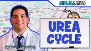 Metabolism  Urea Cycle [upl. by Adelle211]