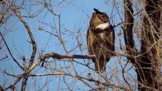 Hooting Male Great Horned Owl [upl. by Det]