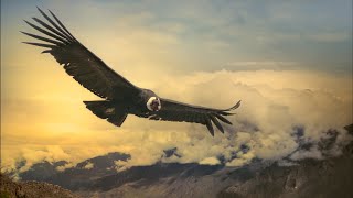 Andean Condor Can Fly 100 Miles Without Flapping its Wings [upl. by Eatnuahs224]