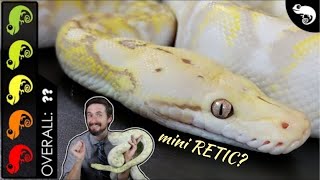 Super Dwarf Reticulated Python The Best Pet Snake [upl. by Ihsorih]